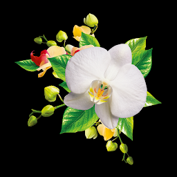「Orchids Wallpaper」のアイコン画像