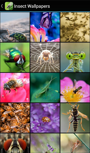 Insect Wallpapers Screen 2