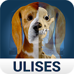 Osteology in Dogs (Free) Apk