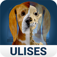 Osteology in Dogs (Free)