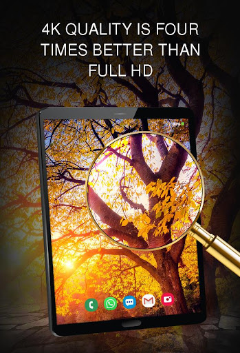 Your wallpapers 4K with Trees