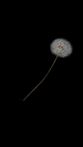 Android application seed wallpaper screenshort