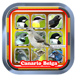 Canto de Canario Belga Offline icon
