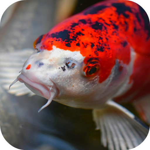 Japanese Koi Fish Wallpaper 18.0 Icon