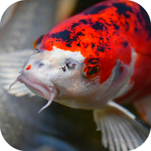 Japanese Koi Fish Wallpaper  Icon