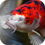 Cover Image of Скачать Японская рыба кои Фоновые обои  APK