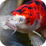 Japanese Koi Fish Wallpaper icon