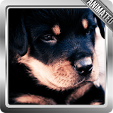 Rottweiler Dog Live Wallpaper icon