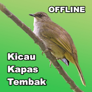 Kicau Burung Kapas Tembak - Offline