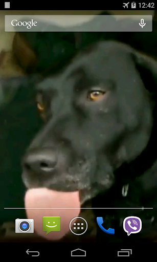 Dog licks glass Live Wallpaper Screen 2