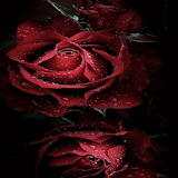 Magical Roses Live Wallpaper icon