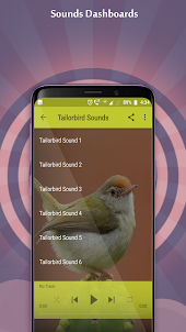 Tailorbird Sounds