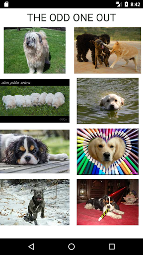 How Many Of These Dog Breeds D Screen 2