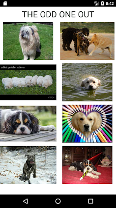 How Many Of These Dog Breeds D - Screenshot 2
