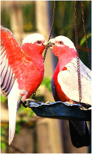 Beautiful Birds Wallpapers Screen 3