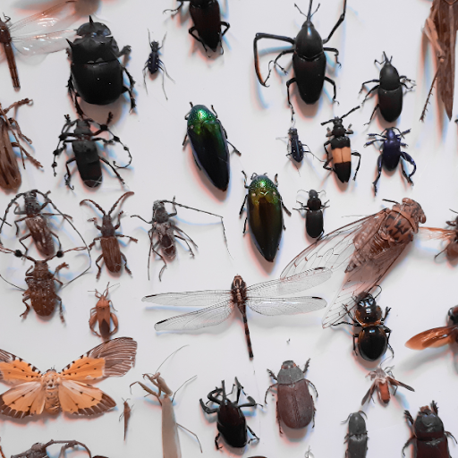 Insect Wallpapers Screen 2