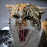 Hissing Cat Sounds icon