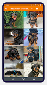 Imágen 7 Rottweiler Dog Wallpapers android