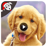 Dog Funny Videos HD icon