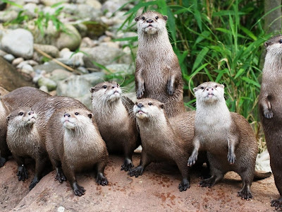 コレクション カワウソ 壁��� 112334-カワウソ 壁紙 スマホ