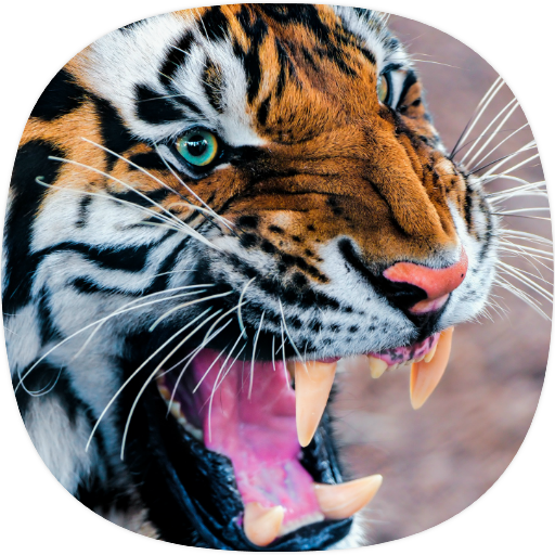 Tiger Sounds – Apps on Google Play