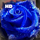 Blue Rose HD Wallpapers Download on Windows