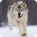 Wolf Wallpapers icon