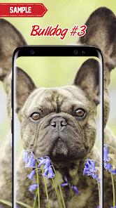 Captura de Pantalla 15 Bulldog Wallpaper android