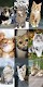 screenshot of Cute Cat Wallpapers
