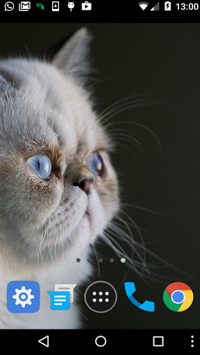 cute persian cat wallpaper Screen 2