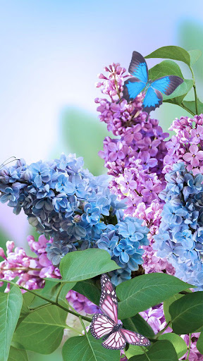 春の花ライブ壁紙 By Live Wallpaper Hq Google Play Japan Searchman App Data Information