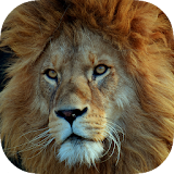 Lion Wallpaper icon