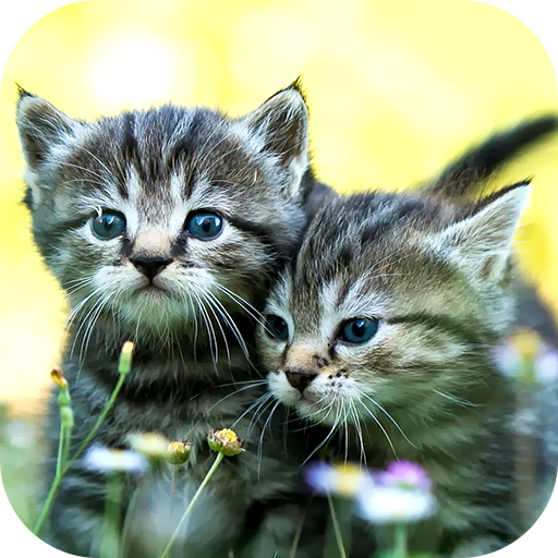 Cat Wallpaper 2024 logo