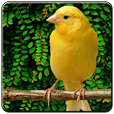 Canaries All Varians icon