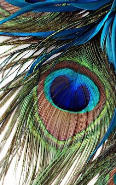HD Peacock Feather Wallpaperのおすすめ画像5