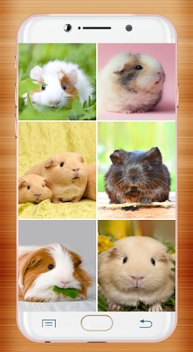 Guinea Pig Wallpaper screenshot 10