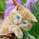 Kitten Cutest Wallpapers HD 4K - Androidアプリ