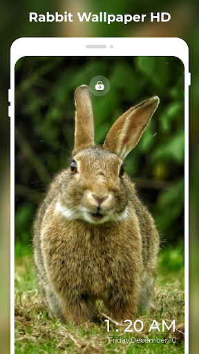 Rabbit Wallpapers HD 4K FHD