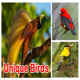 Unique birds