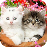 Cute Baby Animals Pictures icon