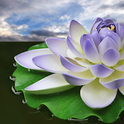 Top 30 Lifestyle Apps Like Lotus Flower Wallpapers - Best Alternatives