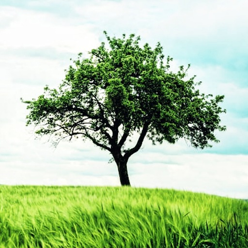 1000 Nature Wallpapers Pro logo