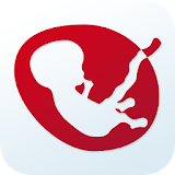 Graviditetskalender icon