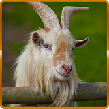 Angry Goat Simulator 3D icon
