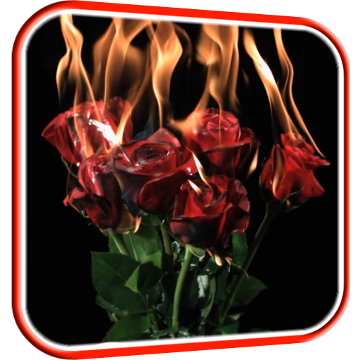 Burning Roses Live Wallpaper  Icon