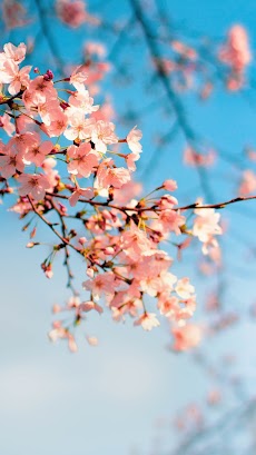 桜の壁紙 - 美しい桜の画像の壁紙のおすすめ画像2