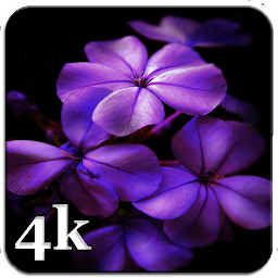 Icon image Aesthetic Purple Wallpapers 4K