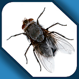 Fly in phone fun icon