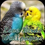 Love Birds Wallpapers icon