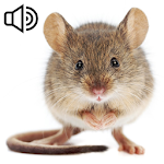 Cover Image of Download Mouse sounds. Collection  APK